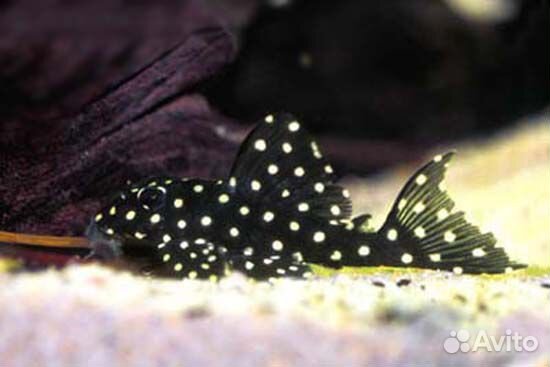 Номерные сомы L 201 (контраденс), L 397 мальки