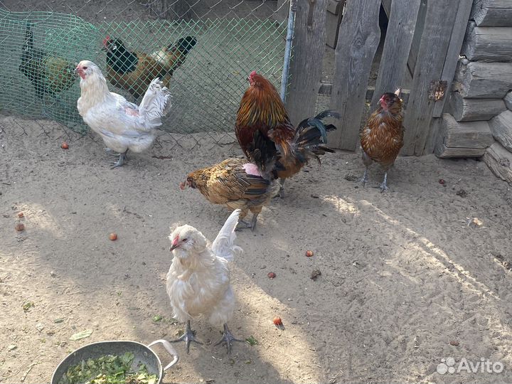 Куры амераукана вывод прошлое лето