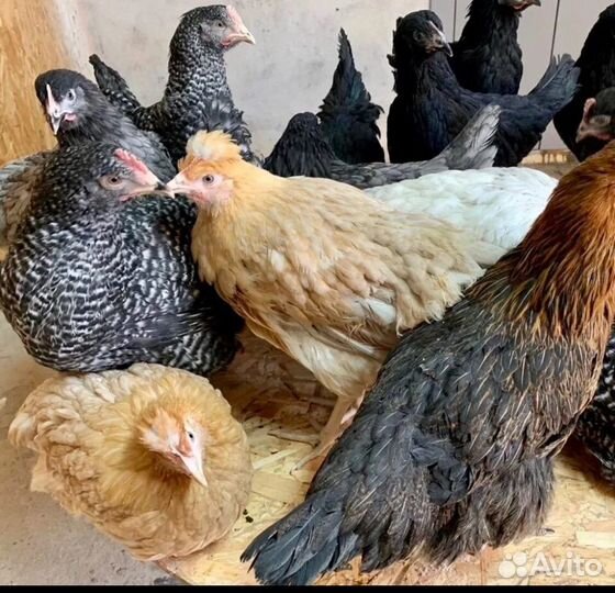 Несушка, бройлер, утка