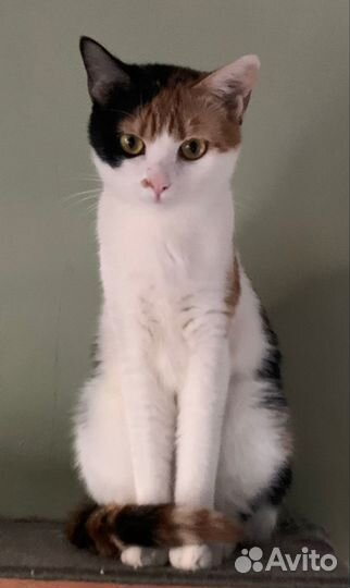 Кошечка Люся