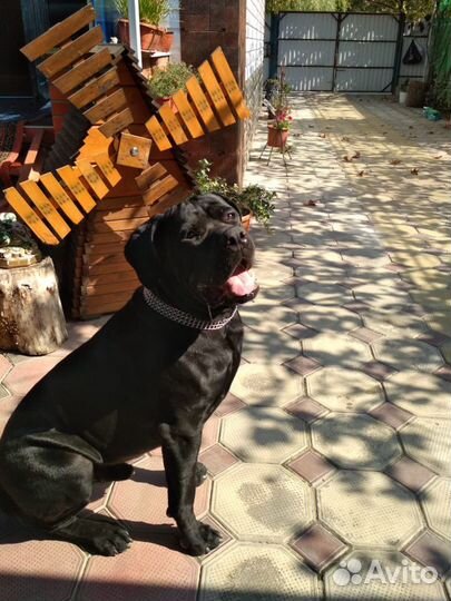 Кане корсо вязка