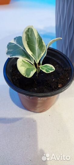 Фикус триангулярис вайт марджин Бронь