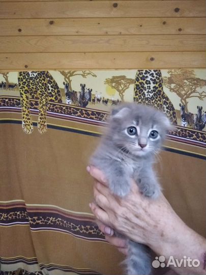 Шотландские вислоухие котята бесплатно