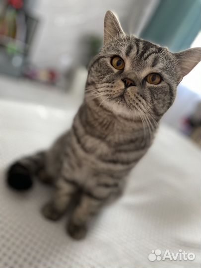 Шотландский кот