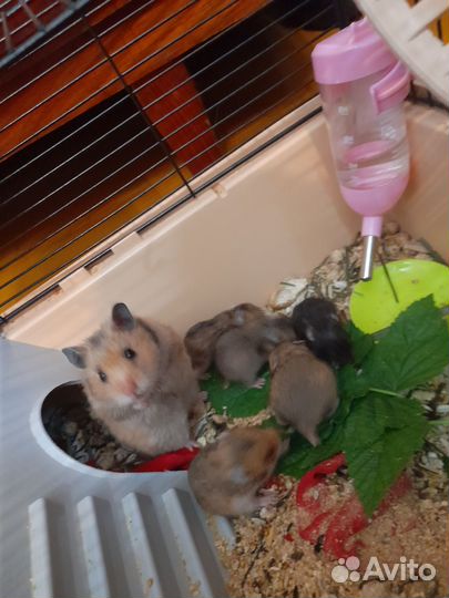 Сирийские хомячки, малыши и большие