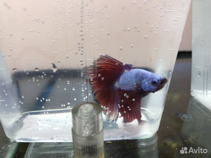 Петушки Корона, Дельта, Вуалехвост