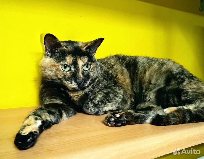 Кошечка Триша