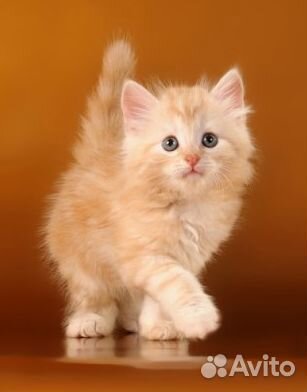 Пушок-пушистый кремовый мальчик 1.5 мес в дар