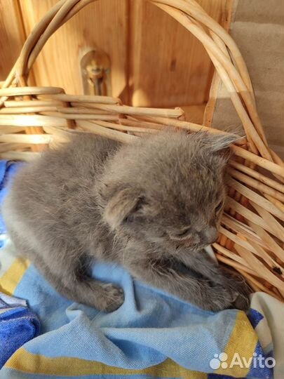 Котёнок девочка в дар
