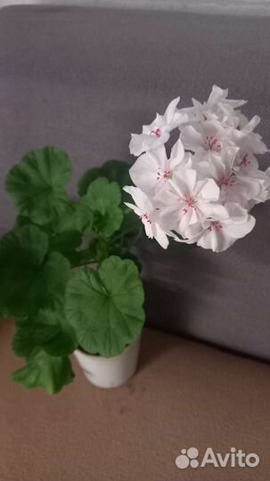 Тамара,не прихотливый сорт,очень цветливый