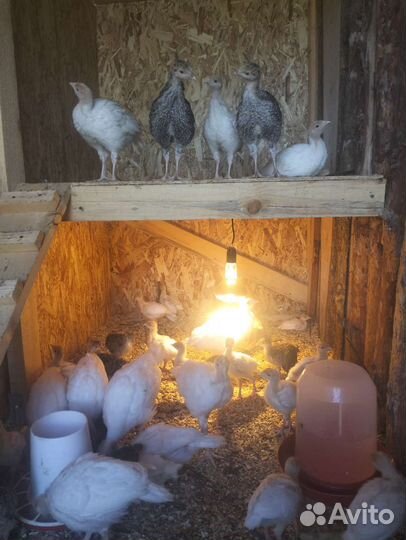Индюшата подрощенные