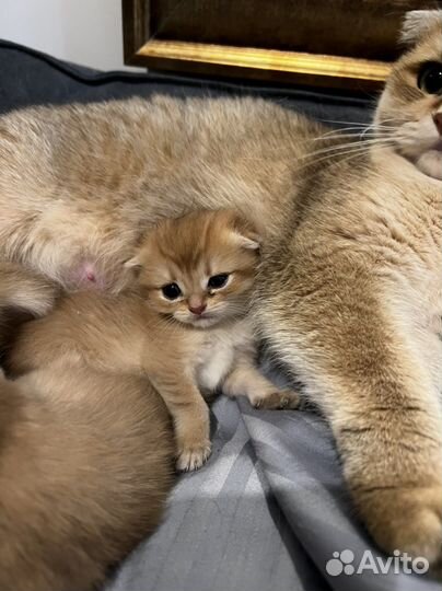 Золотистые шотландские котята