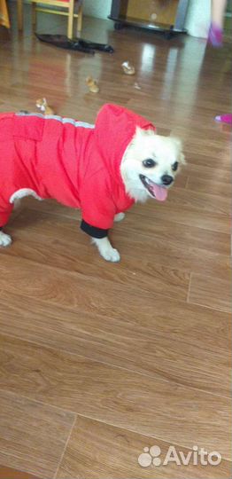 Одежда для собак