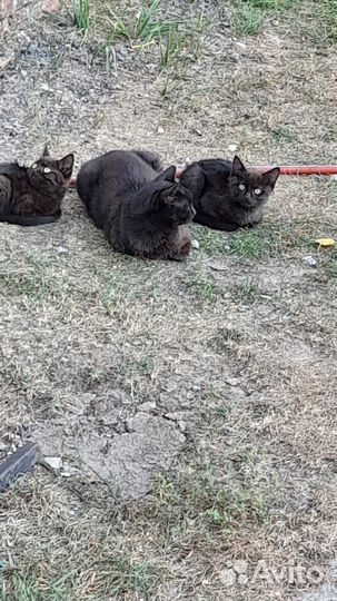 Котята в добрые руки бесплатно