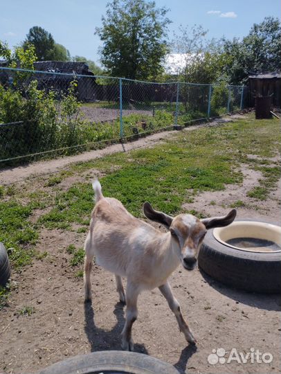 Козы нубийские, альпийские