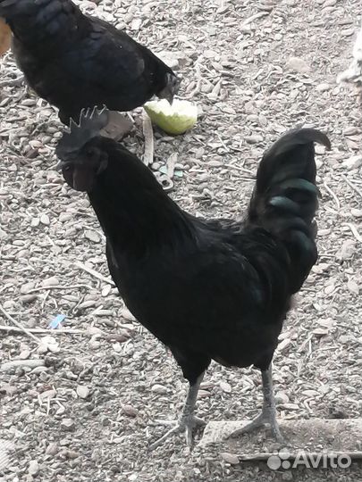 Молодые петухи