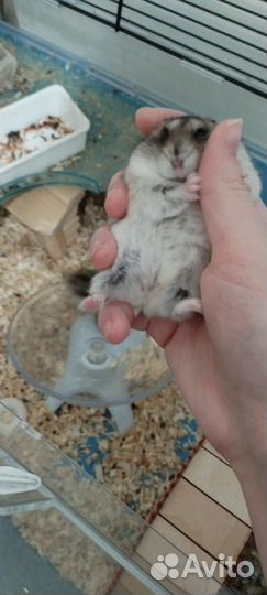 Джунгарский хомяк