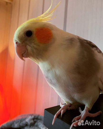 Попугай корелла мальчик ручной с клеткой
