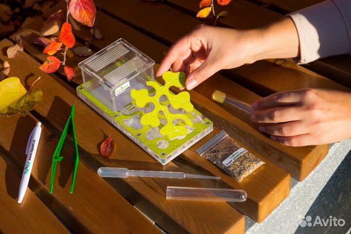 Формикарий/ Подарок для ребенка/ Муравьиная ферма