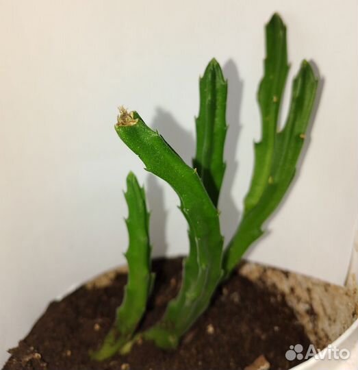 Декоративные цветы