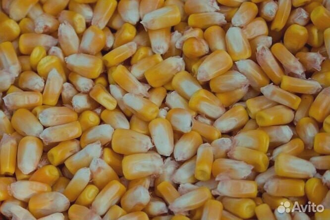 Кукуруза