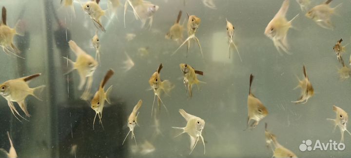 Скалярии пиной, золотые Оранда