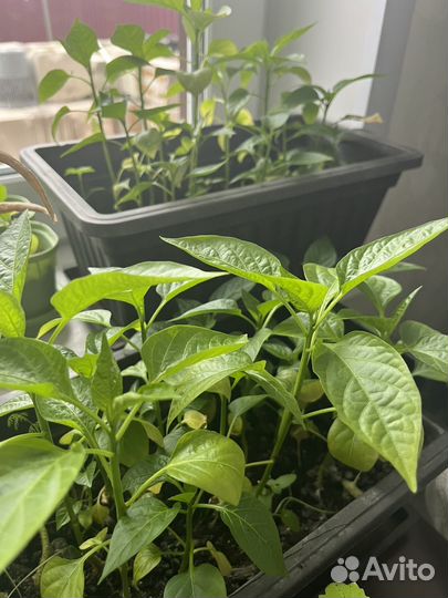 Перец болгарский рассада