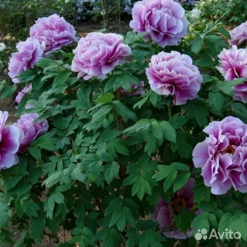 Пион древовидный Блю Чиф