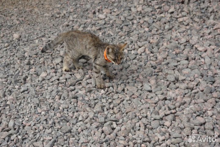 Кошка в дар