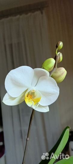Орхидея фаленопсис