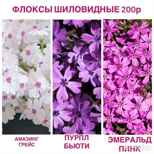 Многолетние растения, шиловидные флоксы, Бруннера