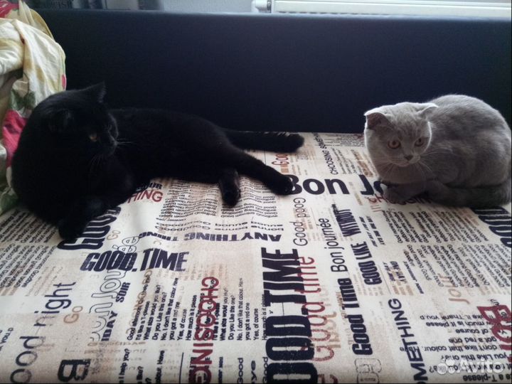 Кот ждёт кошку