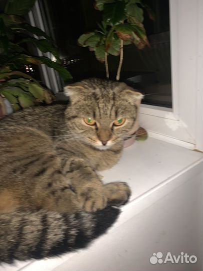 Шотландский вислоухий кот