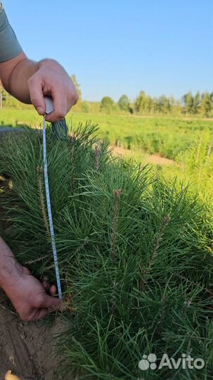 Саженцы сосны и ели окс оптом