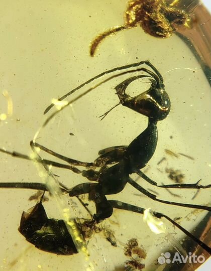 Натуральный янтарь с включением на заказ