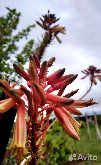 Алоэ вера (комнатное растение)