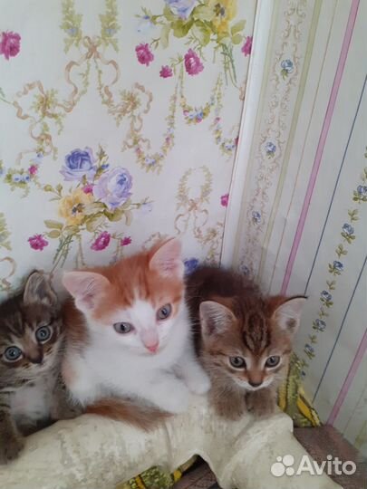 Кошка в дар бесплатно