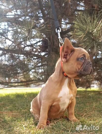 Шикарная малышка