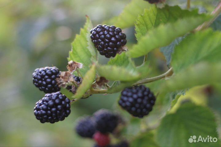 Саженцы крыжовника,ежевика