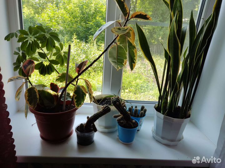 Комнатные цветы шефлера фикус кактус щучий хвост