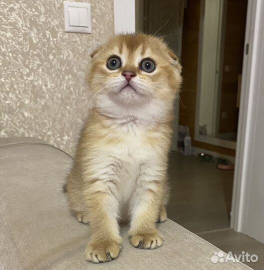 Шотландская вислоухая кошечка