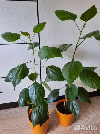 Гибискус (два вида)