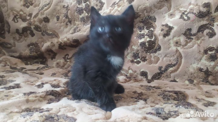 Котёнок