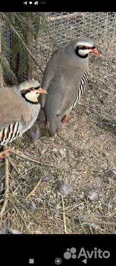 Инкубационно яйцо Кекликов и продажа Кекликов