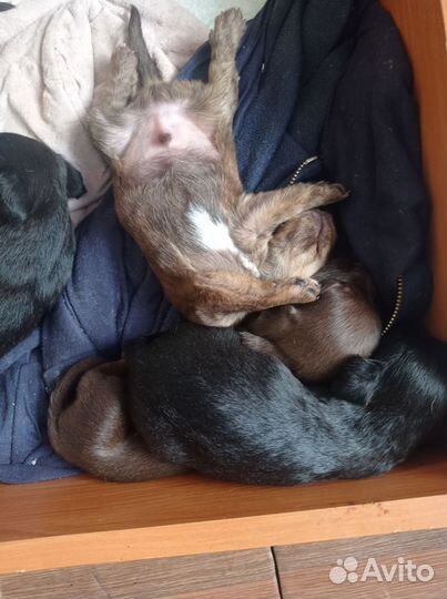 Отдам в добрые руки