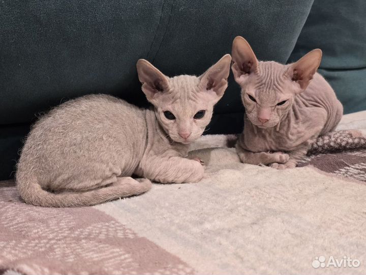 Донской сфинкс котята