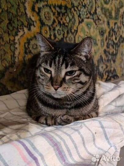 Приют Кошкин дом ждёт Вас