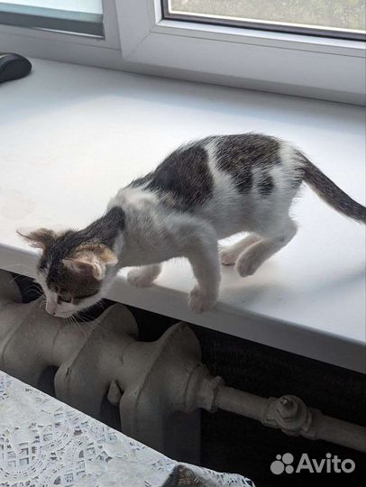Котенок в добрые руки
