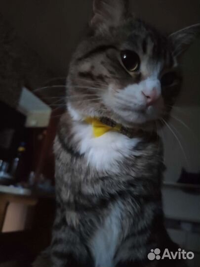 Кошки в добрые руки