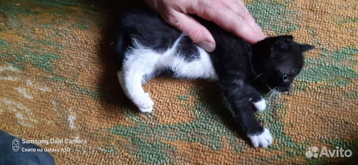 Котенок мальчик 1 месяц